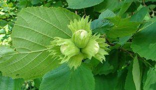 hazelnut for the treatment of chronic prostatitis